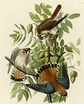 John James Audubon : American sparrow hawk